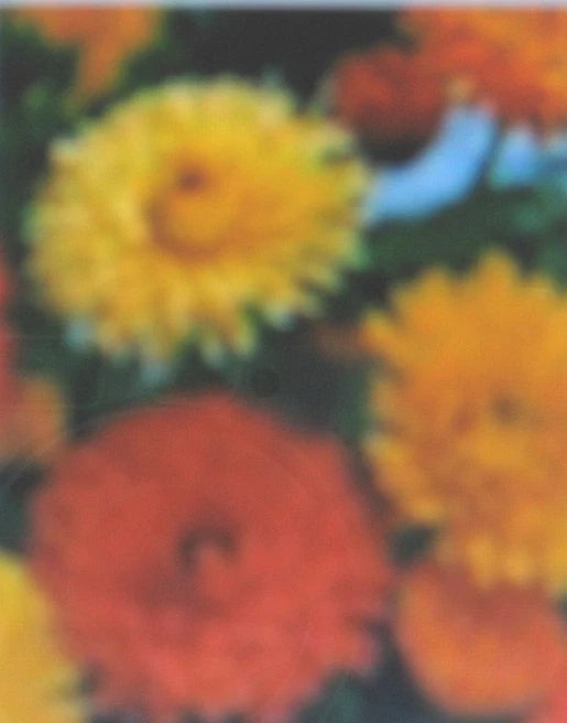 Calendula Plant - Bon Bon Series - Colorful Flowers - Calendula officinalis