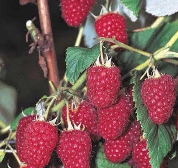 Bare Root Raspberry Plants 5 Pack Killarney Variety Hearty Summer Bearing Rubus idaeus 'Killarney'