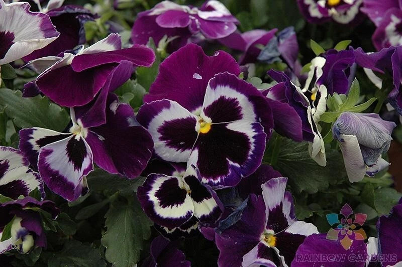 200+ Pansy Seeds - Viva La Violet - Viola for Garden - USA Grown - Free Shipping