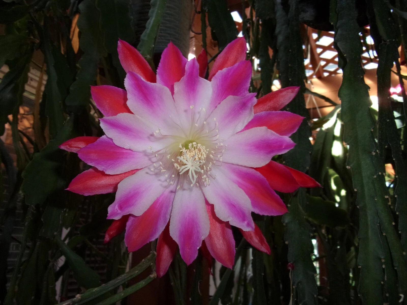 succulent orchid cactus Epiphyllum Orchid Cactus Cutting - Tomatsu Kida Variety