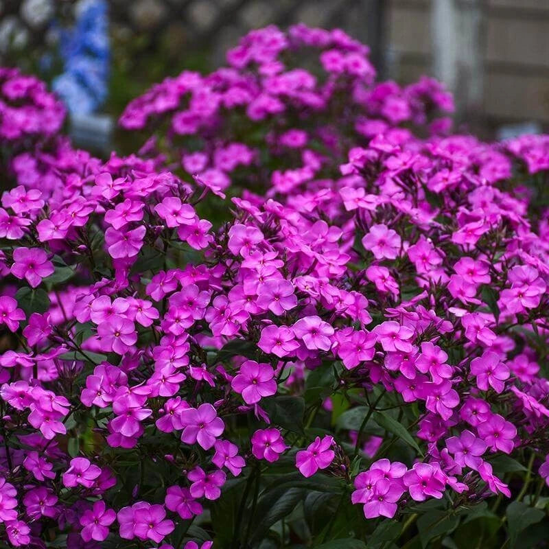 Cloudburst Phlox Seeds - 100+ Pack for Garden Planting - Phlox subulata -  USA Grown