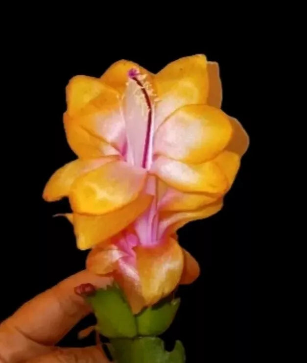 Bruxas Brazil Cactus Cuttings - 2 Pieces - Thanksgiving/Christmas Variety - Not a Plant