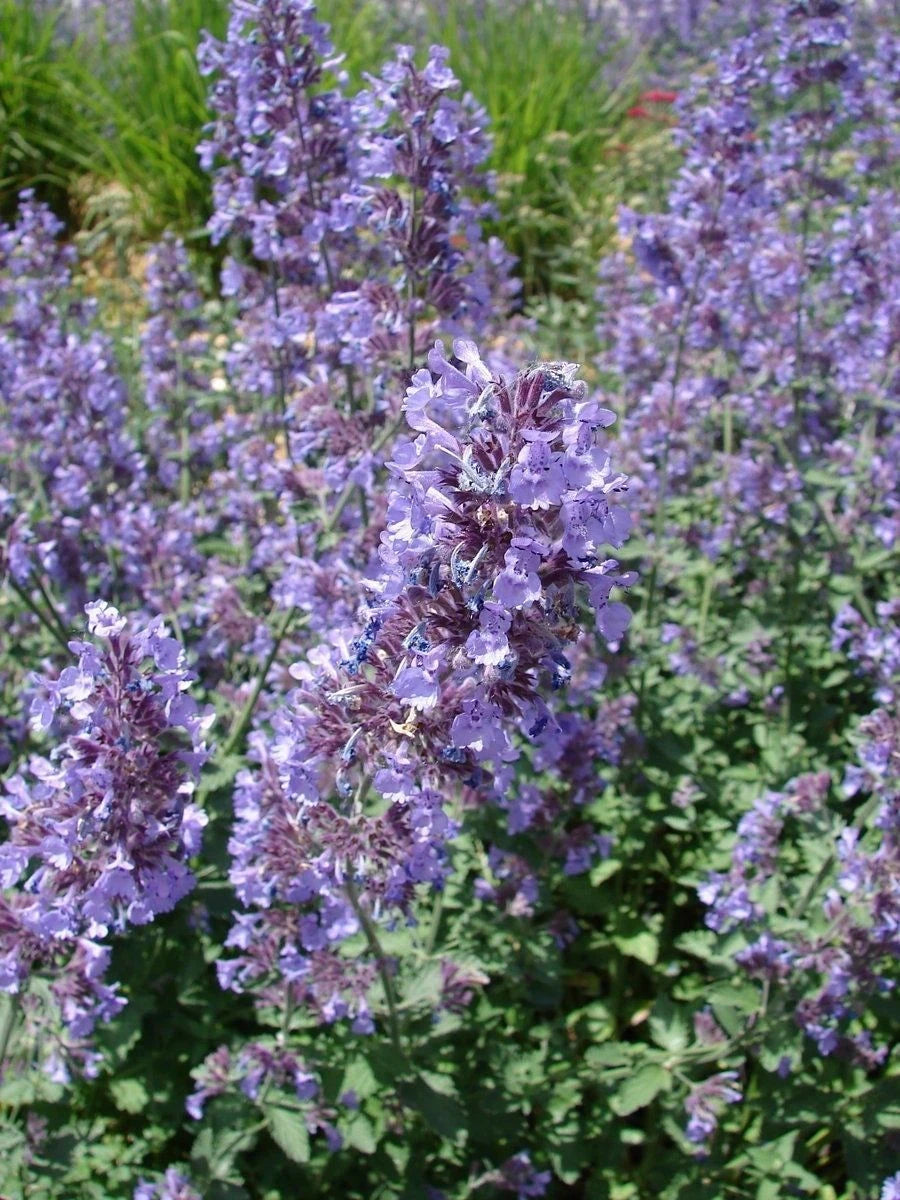 Catnip Seeds - Nepeta Cataria - NON-GMO - Multiple Sizes - Ideal for Cat Lovers - Free Shipping Available