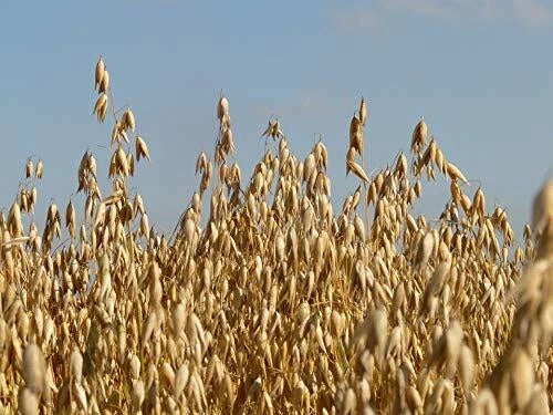 Whole Oat Seeds 5 lb, Wildlife Food Plot Forage, Deer Attractant, Avena sativa