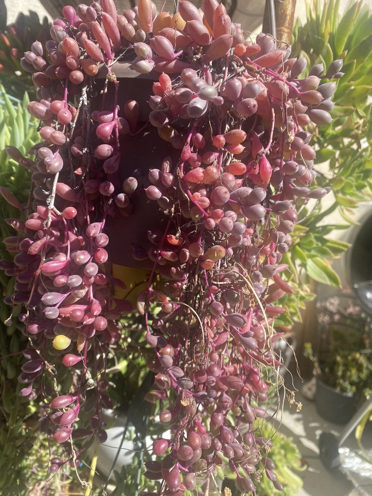 Othonna Capensis 