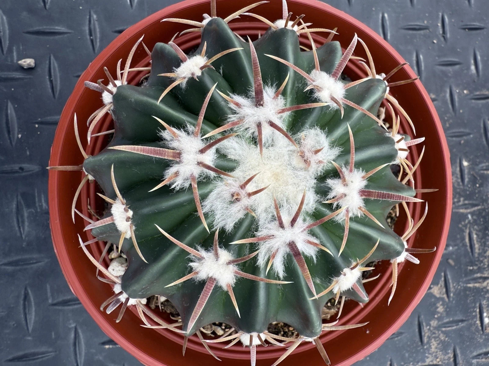 cold cactus Echinocactus texensis Cactus - Horse Crippler - Cold Hardy - 6