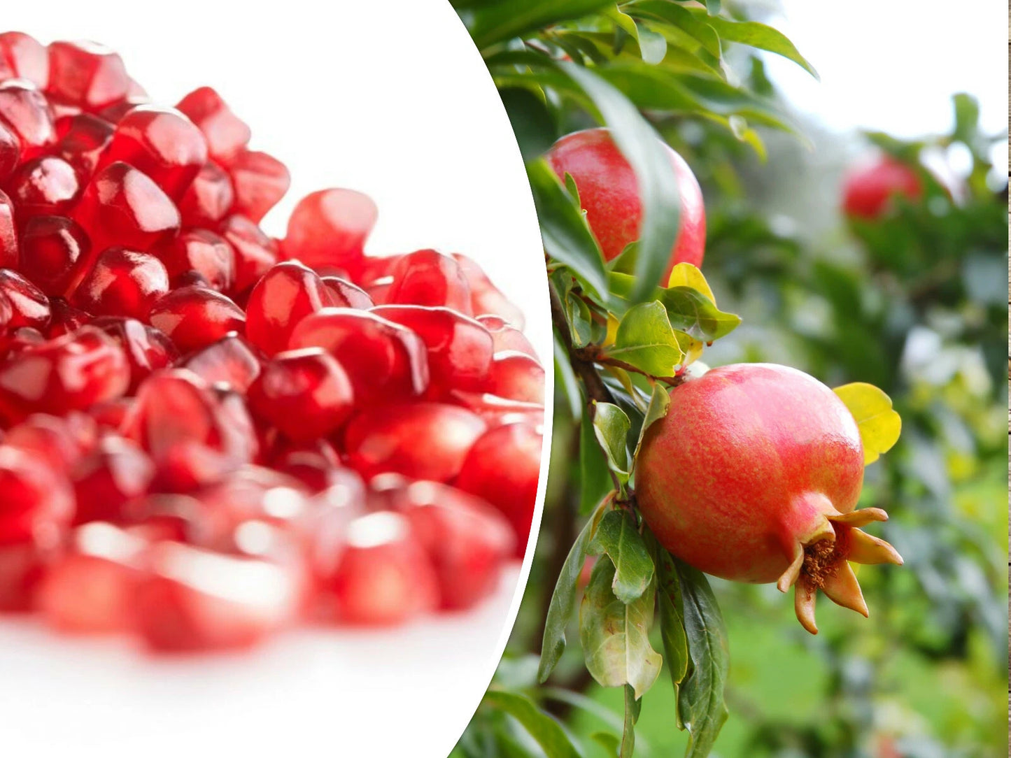 25 Pomegranate Seeds - Sweet Tropical Edible Fruit, Punica granatum, for Home Gardening and Landscaping