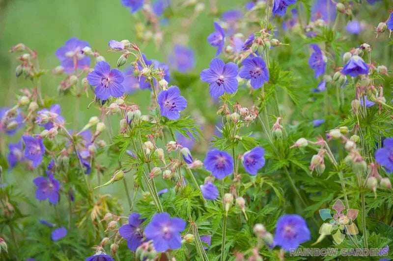geranium seeds free shipping 25+ Geranium Seeds for Garden Planting - Pratense Variety - USA Grown