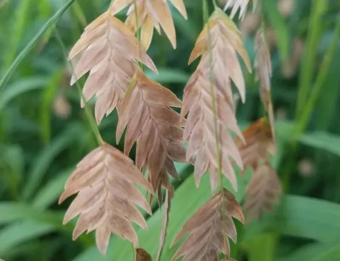 Northern Sea Oats Grass Seeds - Chasmanthium latifolium - River Oats - Ornamental Grass Seeds for Landscaping