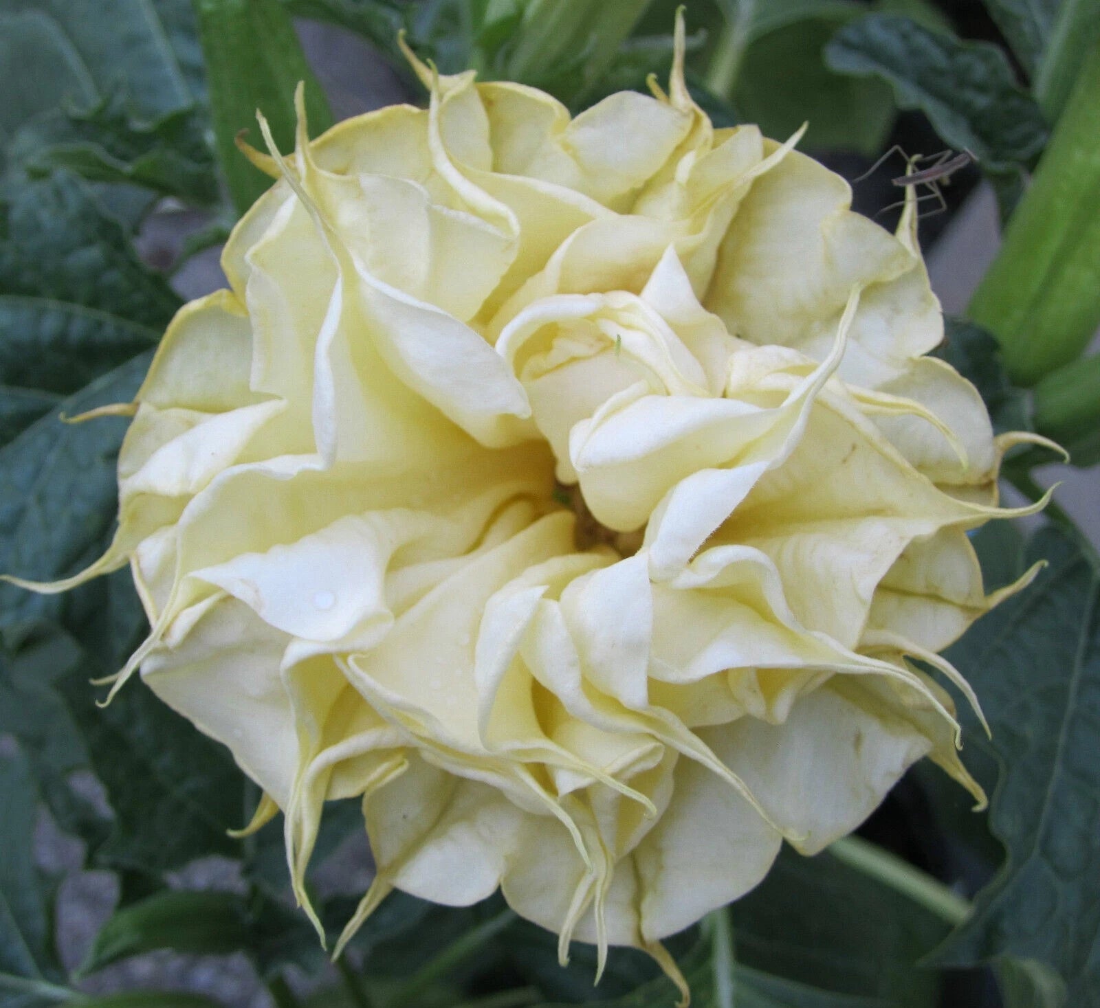 angel rose seeds 10 DBL Lemon Rose Angel Trumpet Seeds - Brugmansia Datura - Exotic Flower Seeds for Garden Planting