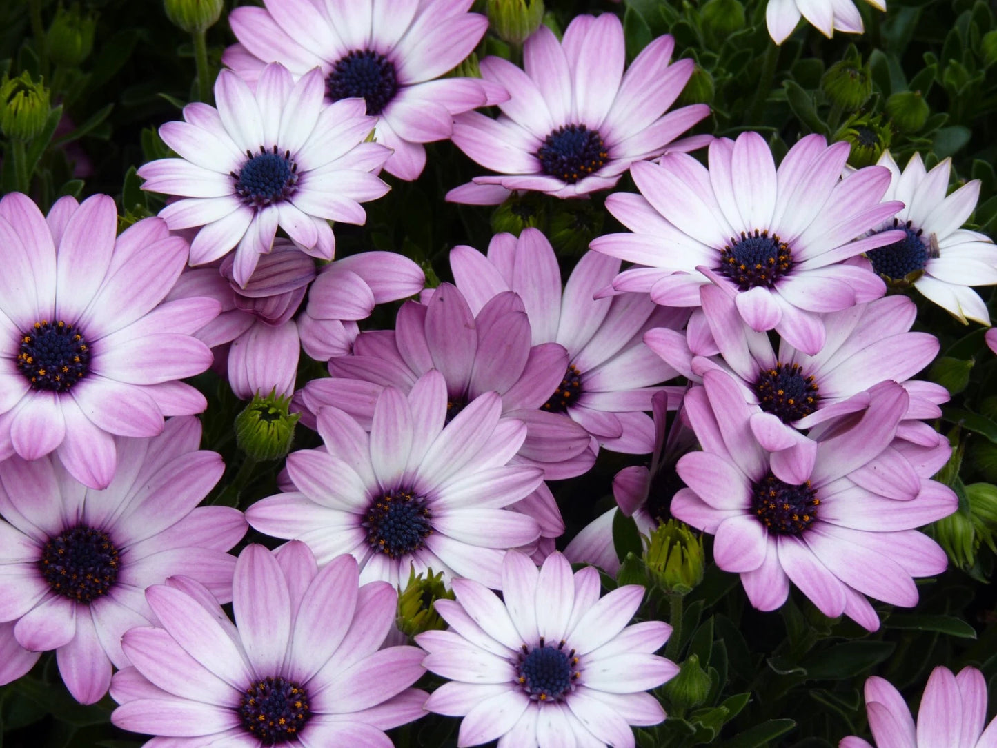 Cape Daisy Seeds - 200+ White & Purple Varieties for Garden Planting - Osteospermum