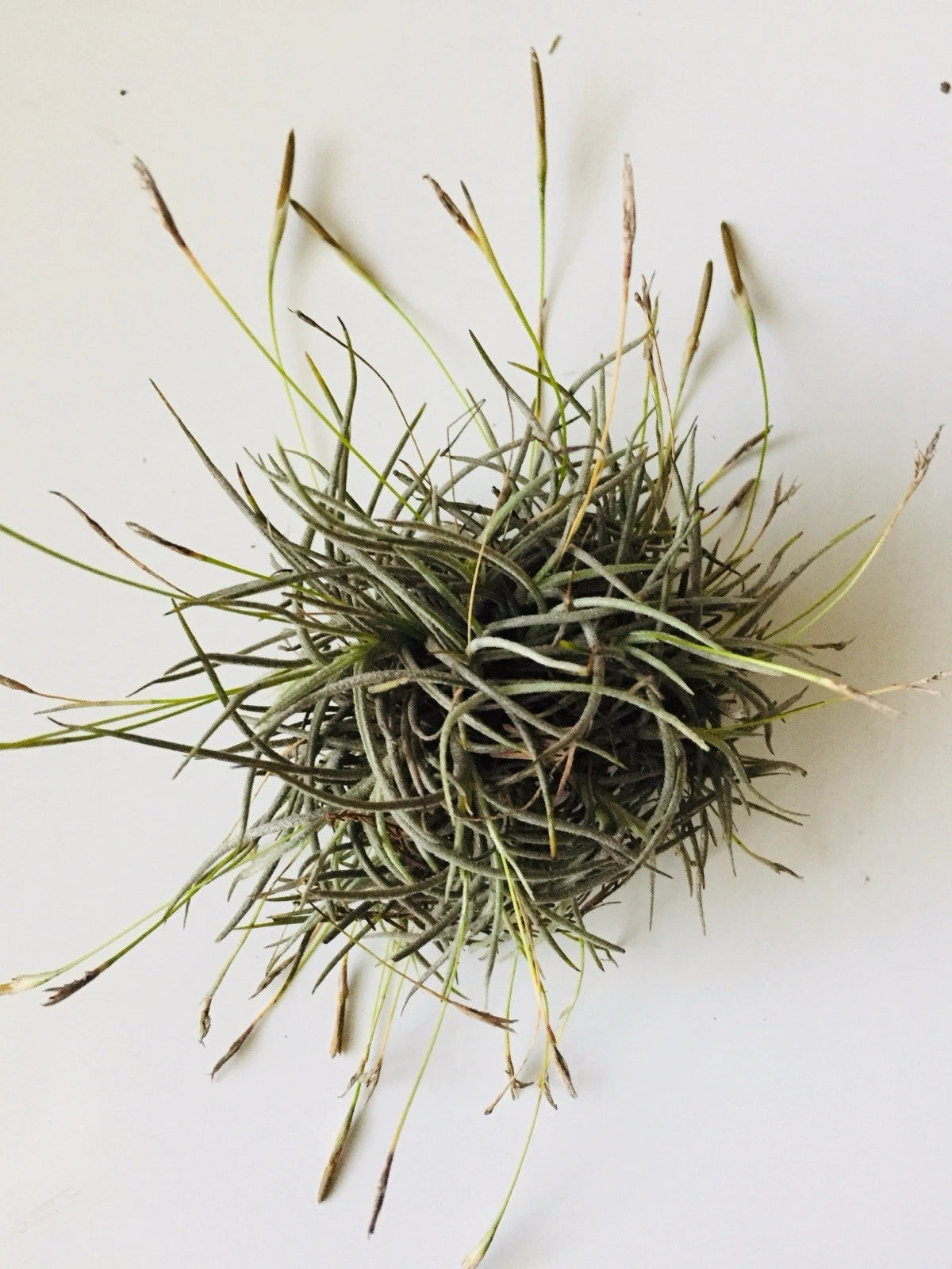 texas air plants Giant Tillandsia Recurvata Ball Clusters - Bulk Air Plant Texas Ball Moss