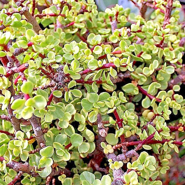 jade plant elephant bush Rainbow Variegated Elephant Bush Dwarf Jade Plant Cuttings