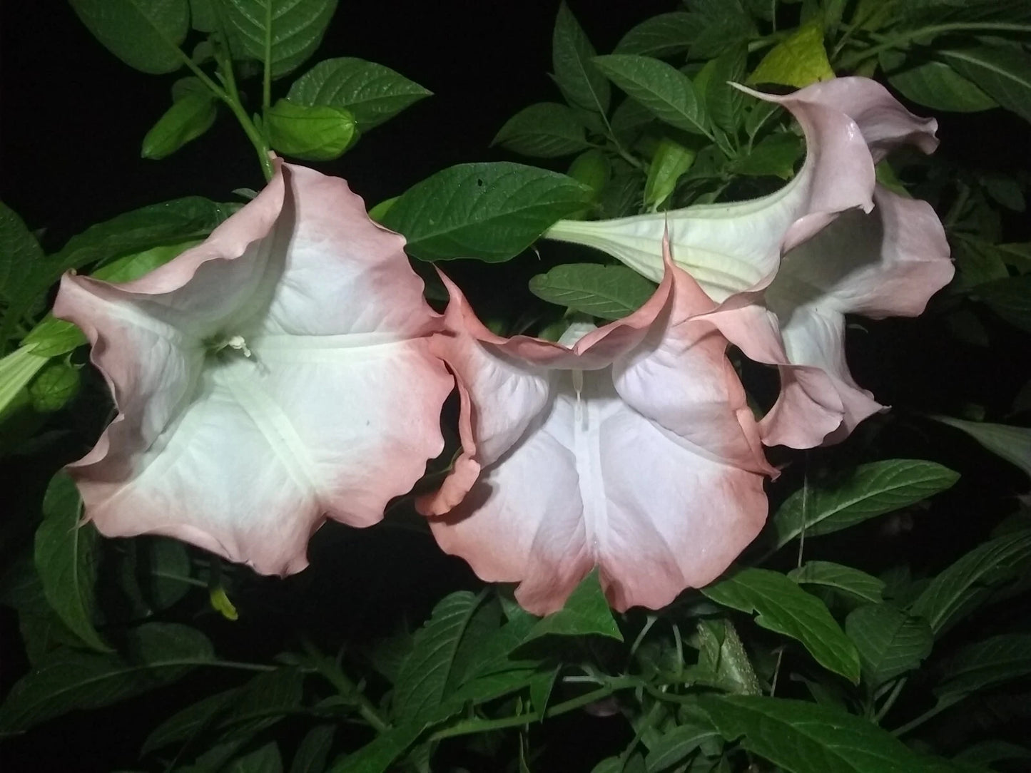 Brugmansia Cuttings - 3 Pink/Peach Angel Trumpet Cuttings - Fragrant Flowers - Easy to Grow