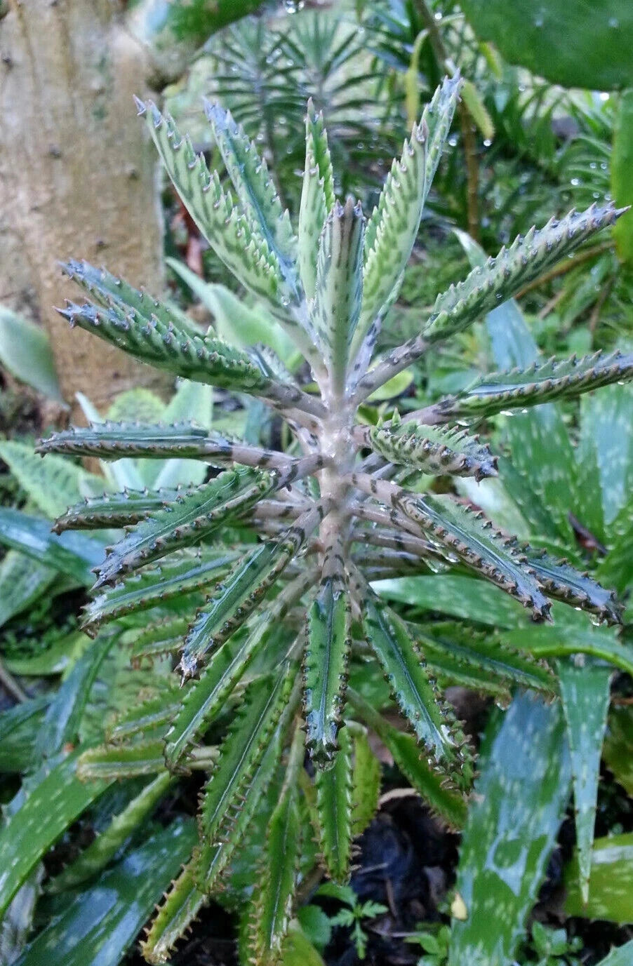 bryophyllum succulent Bryophyllum Houghtonii 2" Diameter Potted Plant