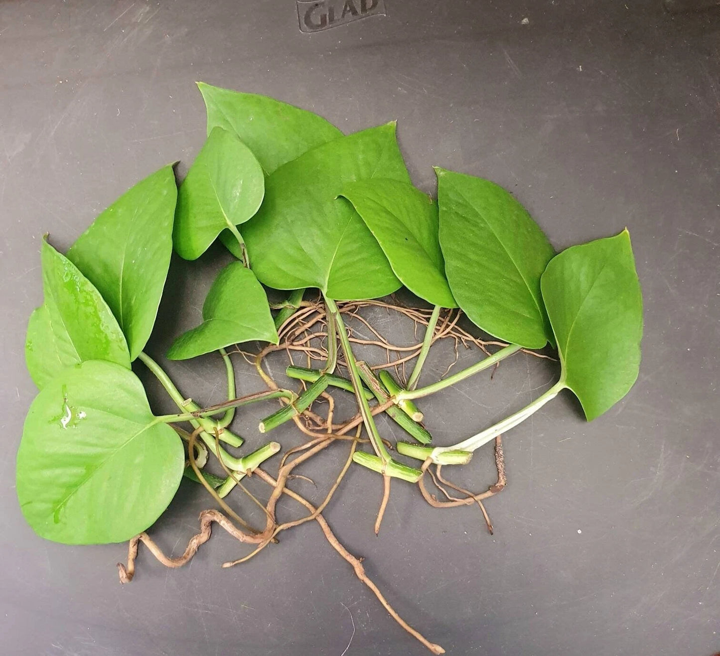 Jade Pothos Cuttings 10 Leaves with Nodes and Air Roots, Epipremnum aureum, Air Purifier Plant