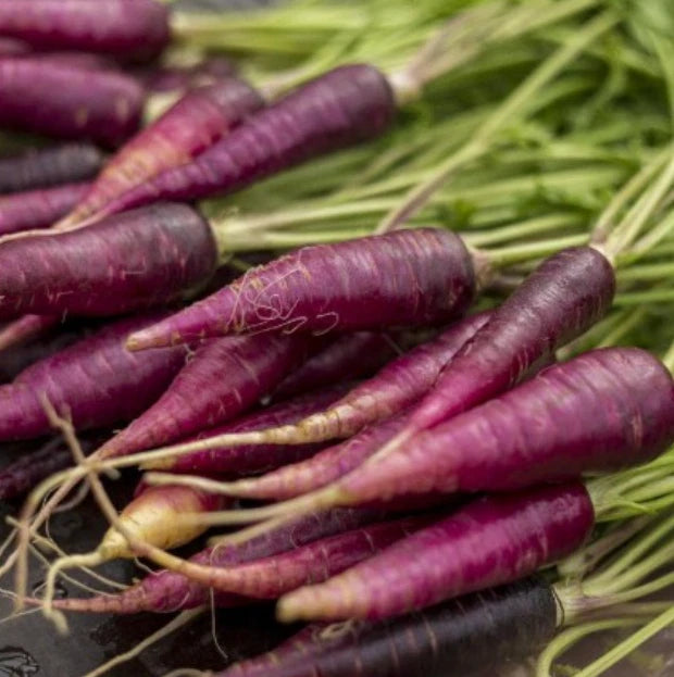 Carrot Seeds - Cosmic Purple Heirloom Variety - 200 Seeds - Unique Vegetable for Home Gardening