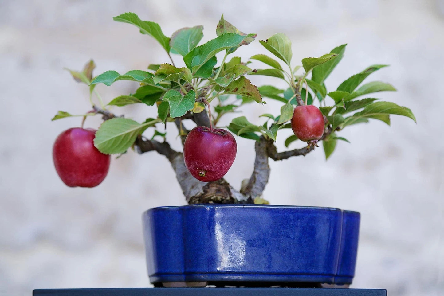 Bonsai Apple Tree Seeds - 15 Pack - Indoor Fruit - Malus domestica