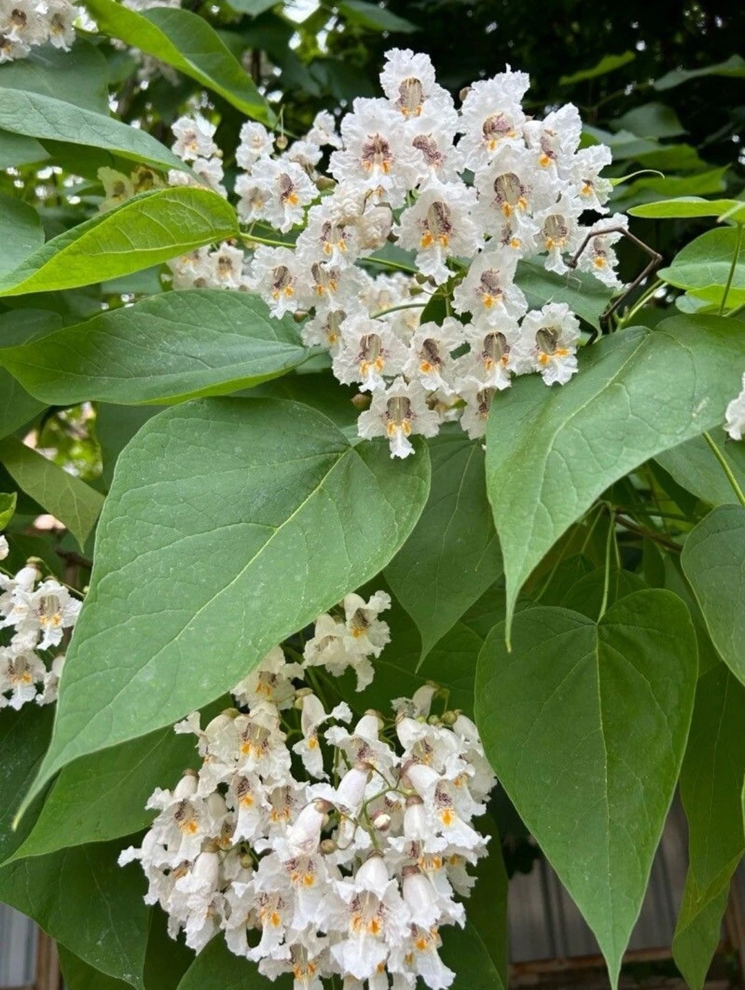 Northern Catalpa Tree Seeds - 30+ Seeds, Showy Flowers, Deciduous, Catalpa speciosa