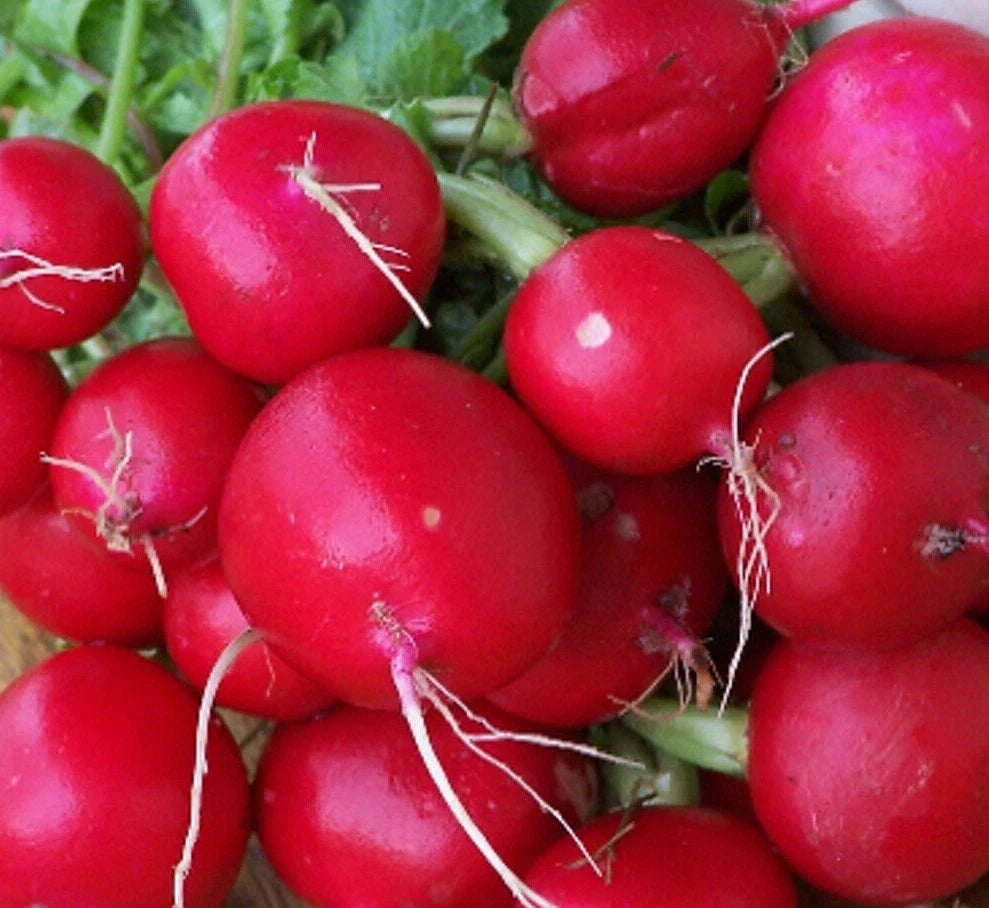 Champion Radish Seeds 200+ Count Cool Weather Non-GMO Vegetable Garden Raphanus sativus