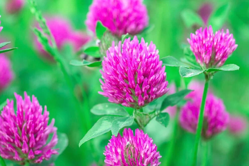 Red Clover Seeds - 500+ Seeds - Food Plot, Cover Crop, Pasture Mix - Trifolium pratense