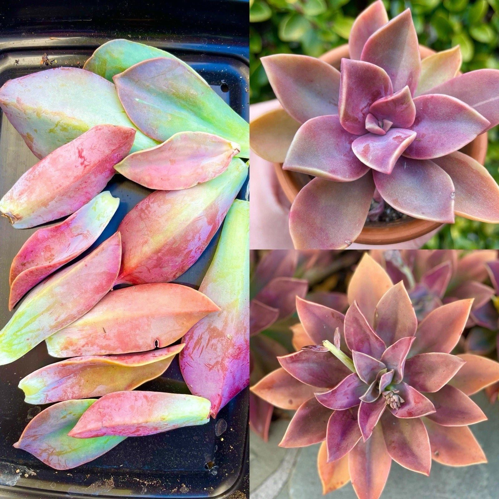 graptoveria fred ives succulent Graptoveria Fred Ives Succulent Plant