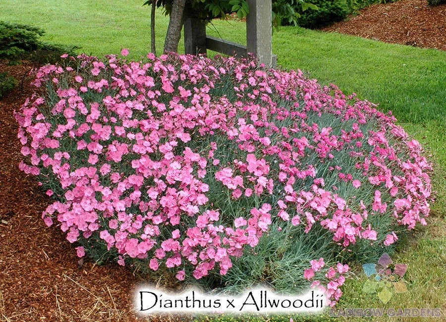 Allwood's Pink Carnation Seeds - 200+ Pack for Garden Planting - Dianthus caryophyllus - USA