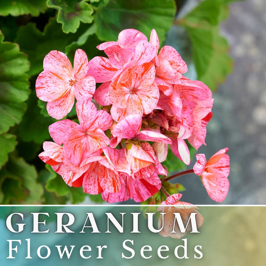 buy geranium seeds Geranium Seeds - 100+ Creamsicle Burst - Fragrant Fresh Flower Seeds