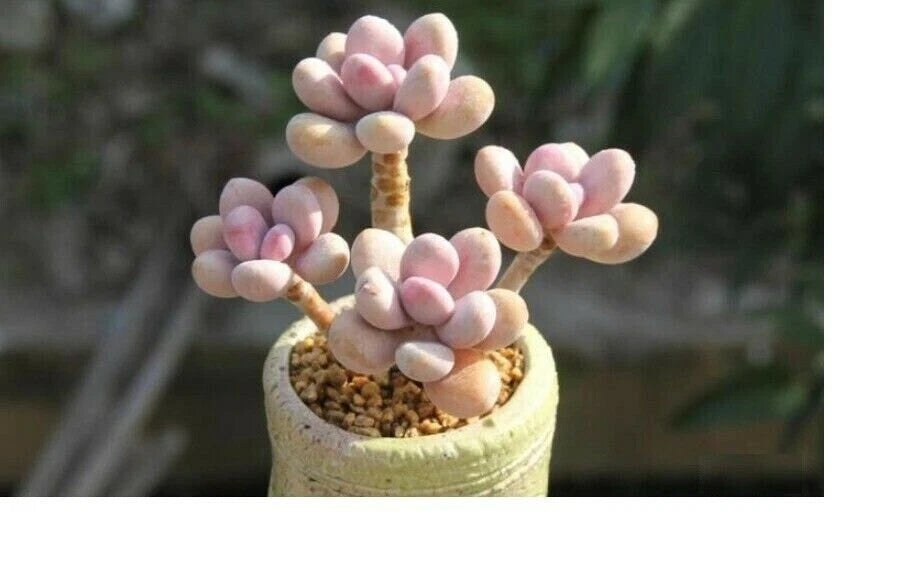Mixed Succulent Seeds - Rare Lithops Living Stones Cactus