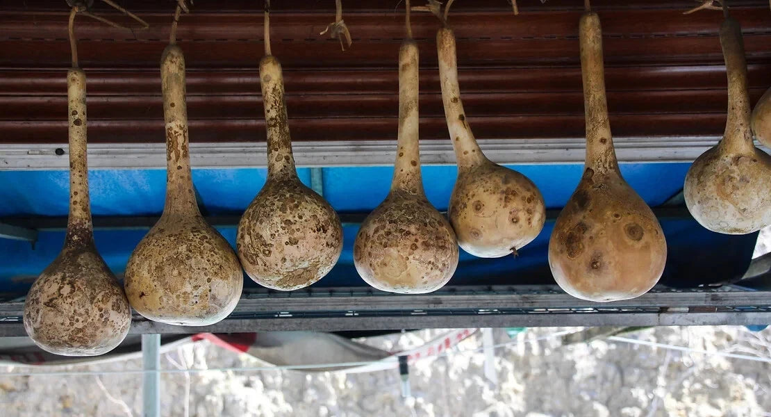 Dipper Gourd Squash Seeds - 25+ Pack - Ideal for Garden Planting - Lagenaria siceraria - USA Shipping Available