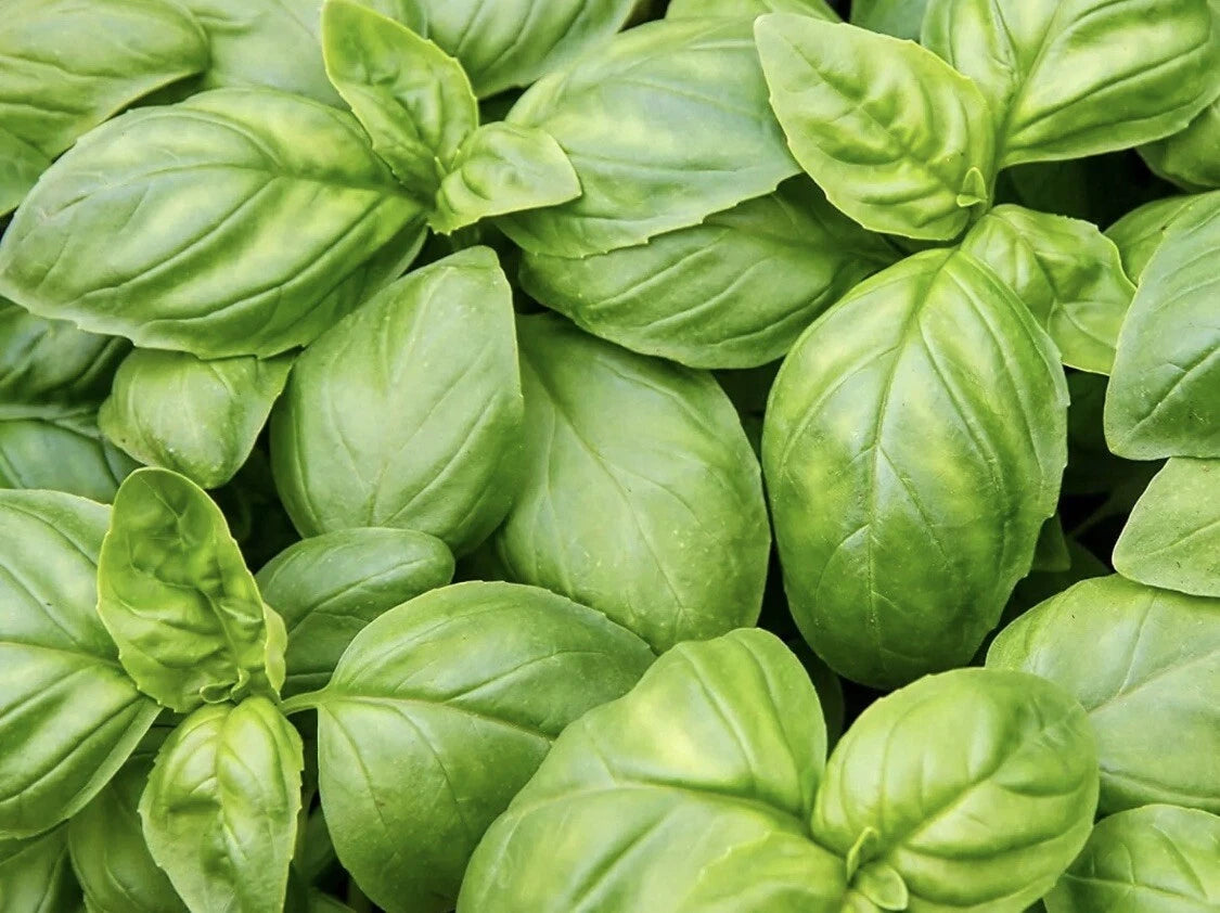 Italian Sweet Basil Herb Seeds - 500 Non-GMO Organic Edible Seeds - Ocimum basilicum