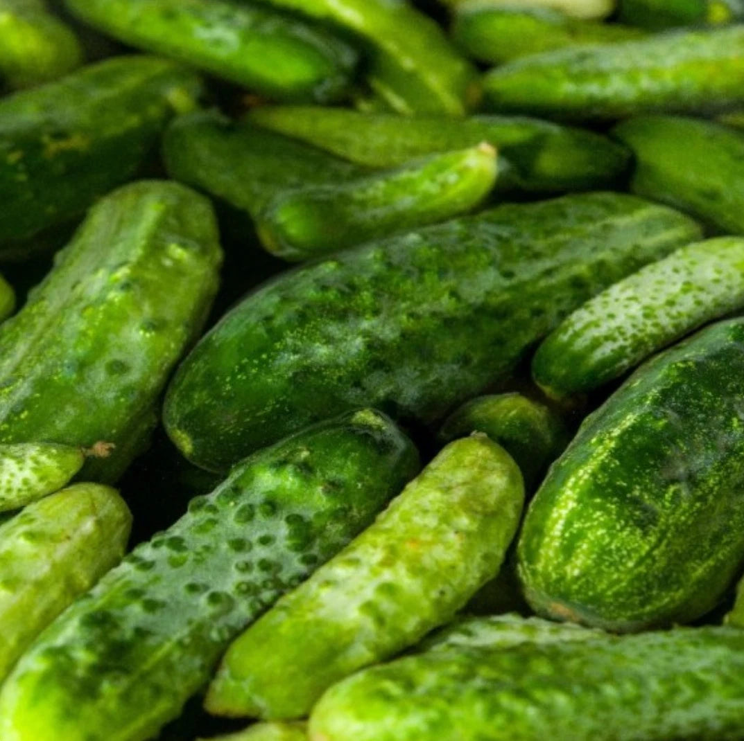 Boston Pickling Cucumber Seeds - 300 Non-GMO Seeds - Cucumis sativus - Ideal for Home Gardens and Pickling