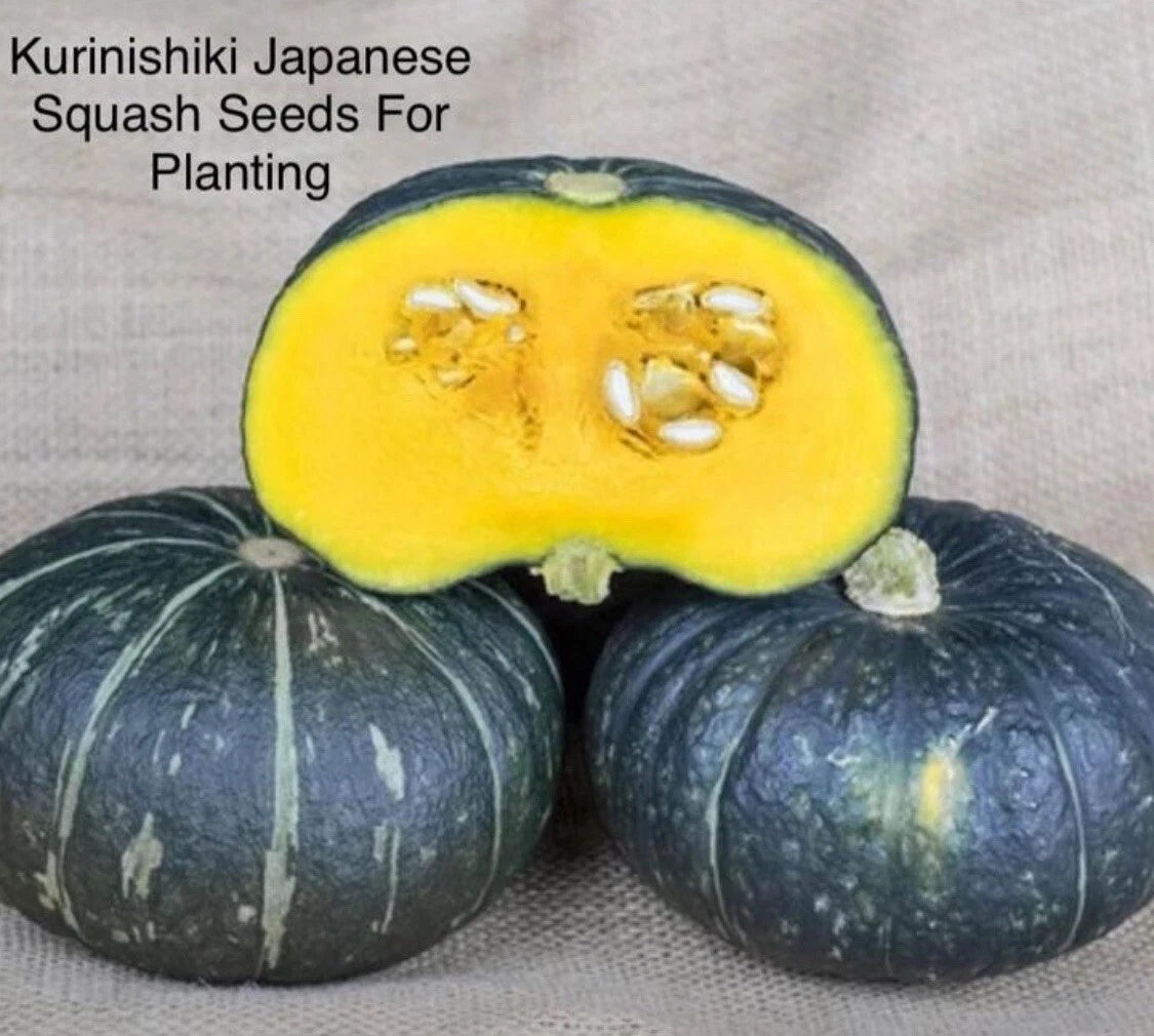 Kabocha Squash Seeds - 15+ Seeds Kurinishiki Variety - Asian Pumpkin (Cucurbita maxima)