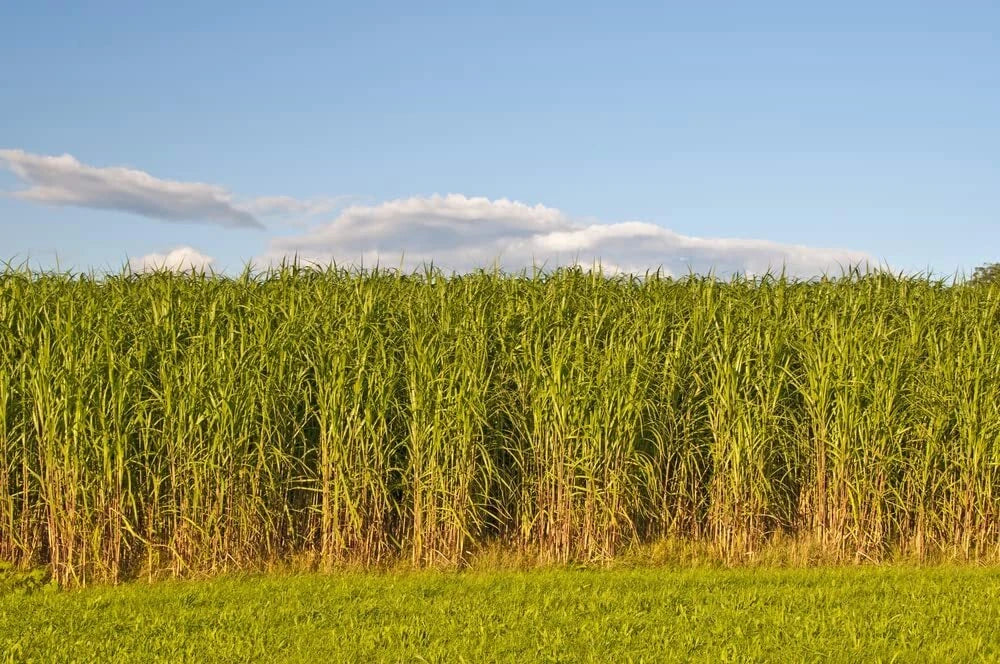 Switchgrass Seeds - 1,000 Count - Fast Growing Prairie Grass - Panicum virgatum