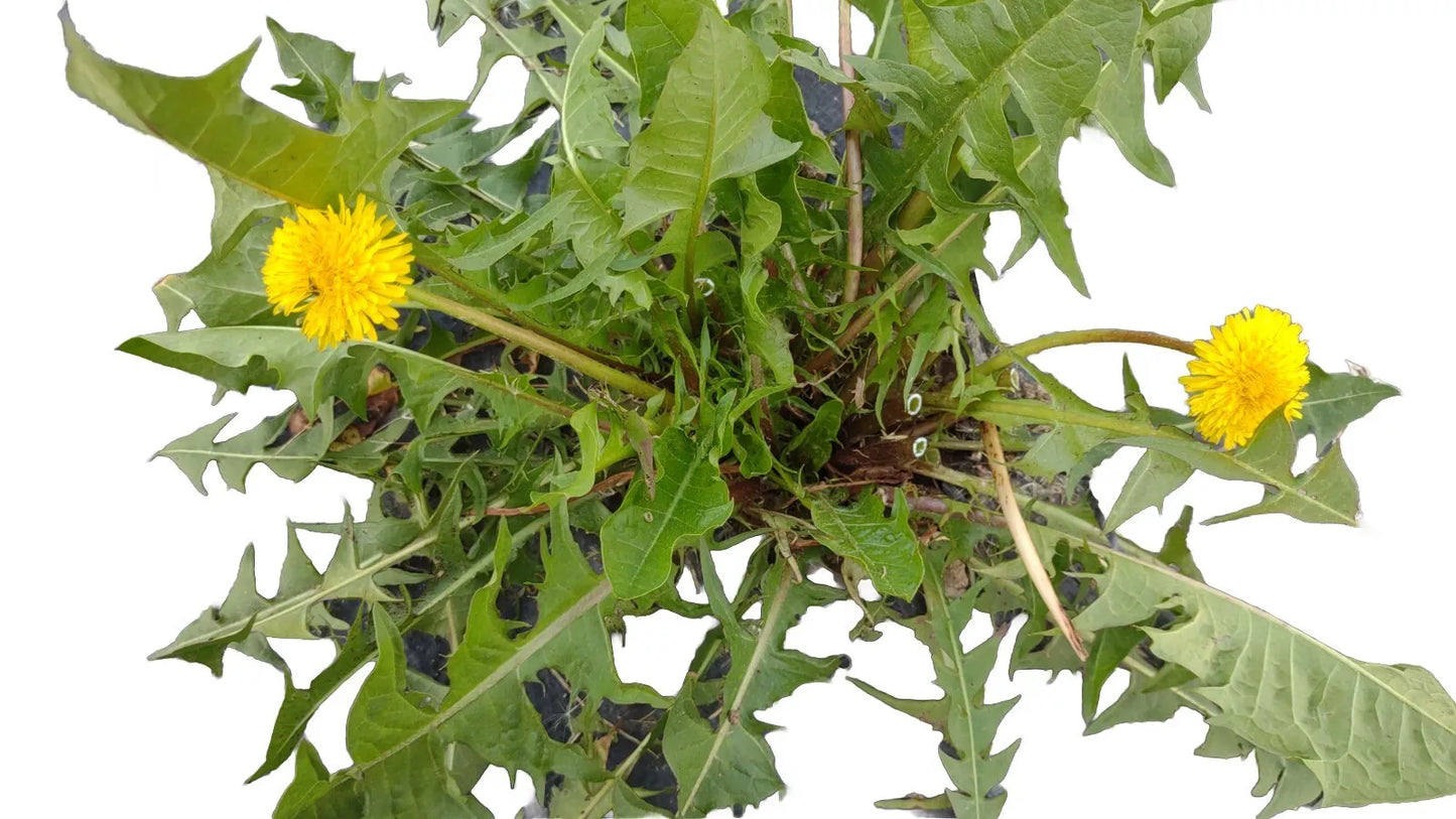 Dandelion Plants 100+ Wild Organic Non-GMO Heirloom Taraxacum officinale Bright Yellow Flowers Medicinal Nutritional