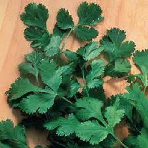 Premium Organic Heirloom Cilantro Seeds - Slow Bolt Variety - Fresh Herb Gardening, Coriandrum sativum
