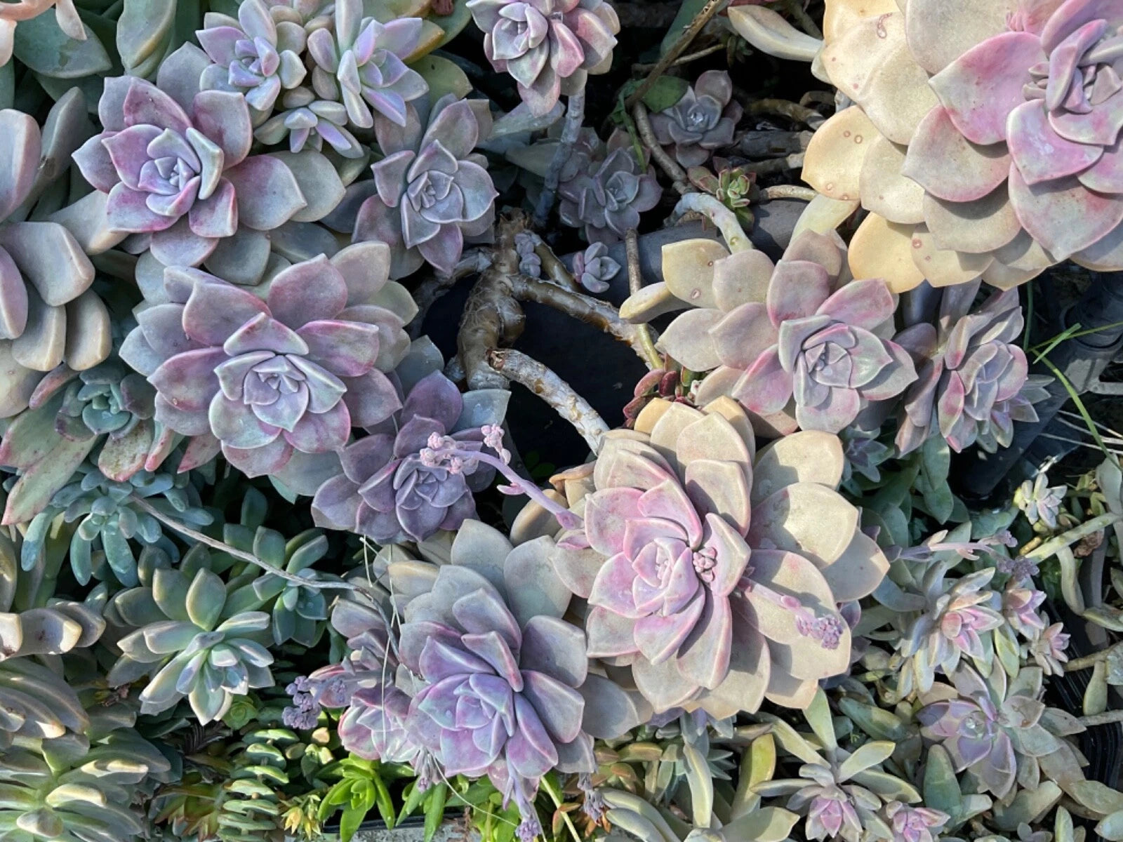 Graptopetalum Purple Delight Succulent Plant