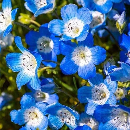 nemophila flower seeds Baby Blue Eyes Flower Seeds - 600+ Annual Wildflower - Nemophila menziesii