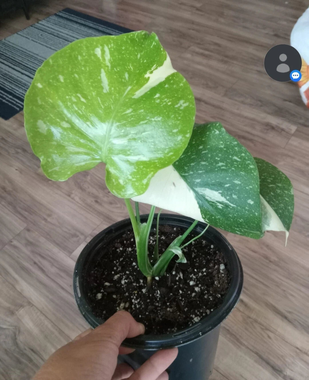 Monstera Thai Constellation Live Plant, Variegated, Gallon Pot, Monste –  Jayme Garden