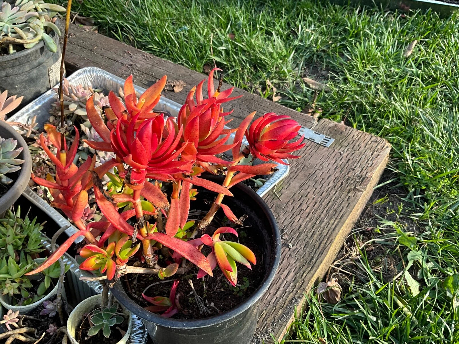 Crassula 'Campfire' Succulent Cuttings - 3 Healthy Cuttings