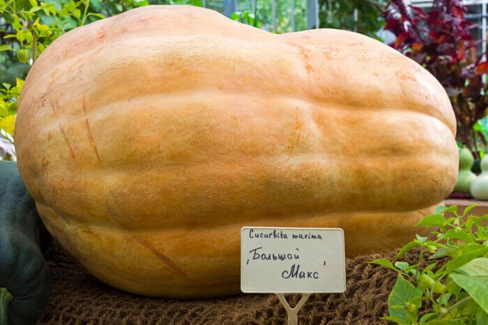 Big Max Pumpkin Seeds - 25+ Pack for Garden Planting - Cucurbita maxima - USA Grown, Heirloom Variety