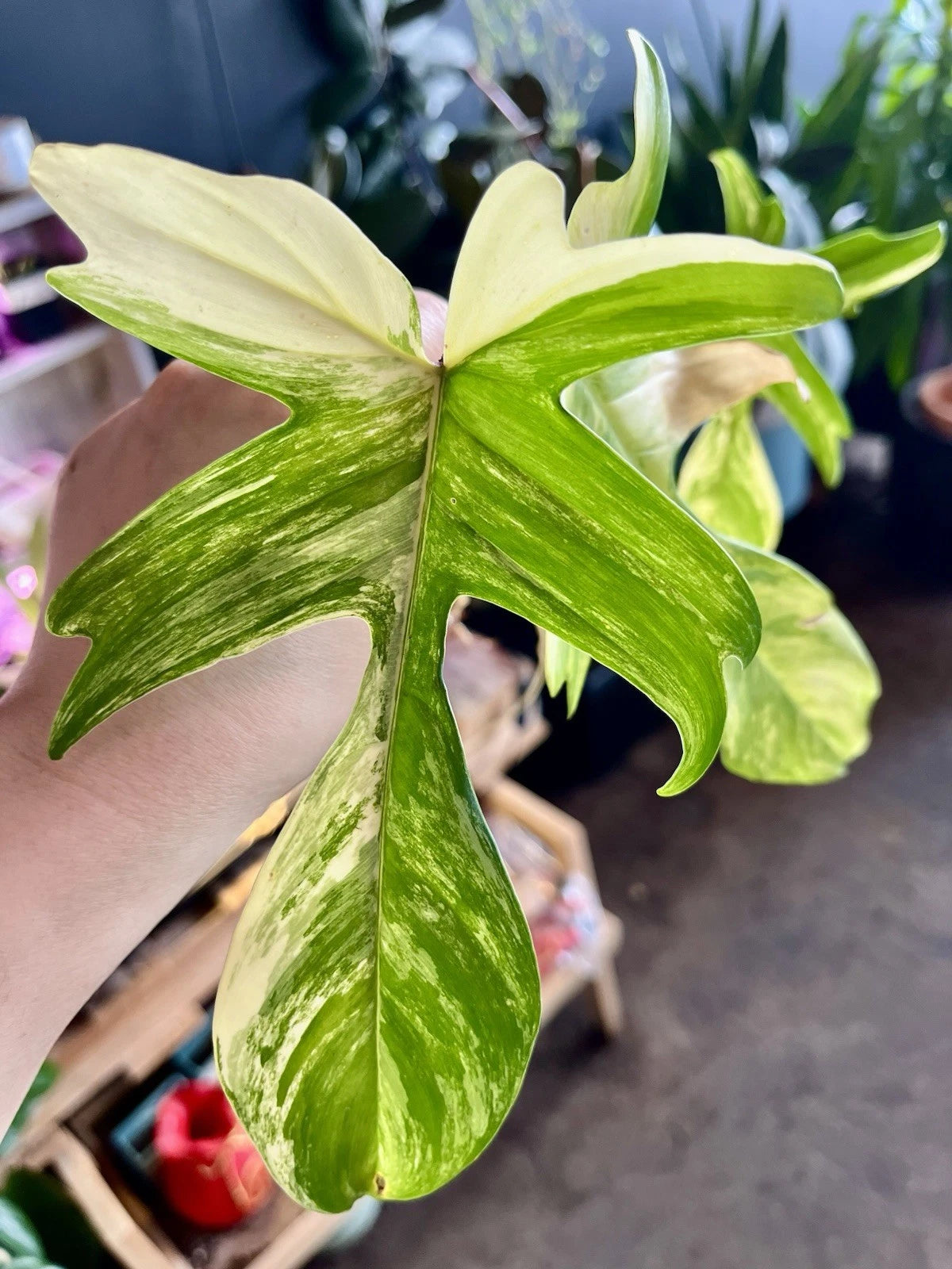 Rare Indoor Plant - Philodendron Florida Beauty Variegated - Bare Root