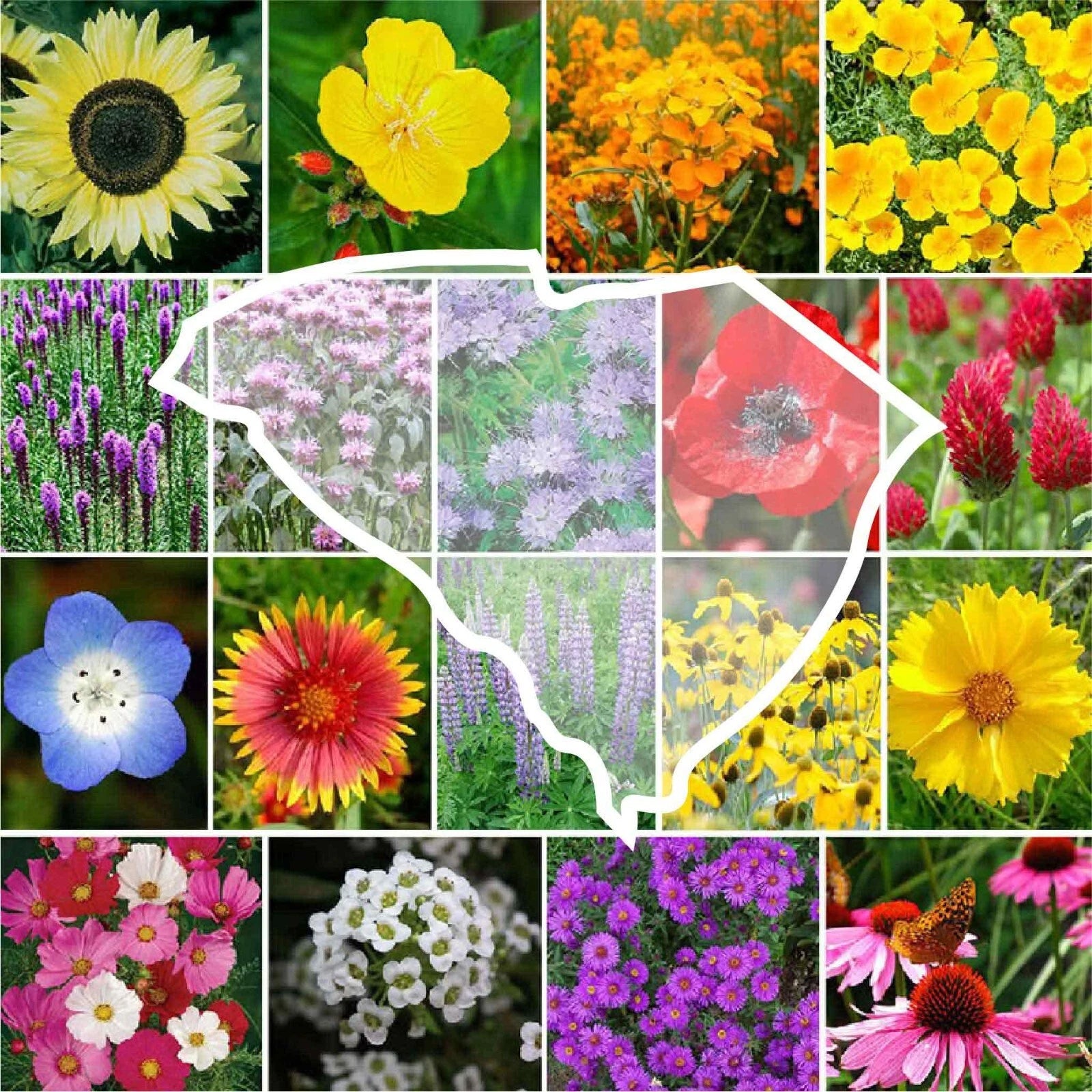 native wildflower seeds south carolina Wildflower Seed Mix - South Carolina State Flower - 1000 Non-GMO Seeds - Perennials & Annuals