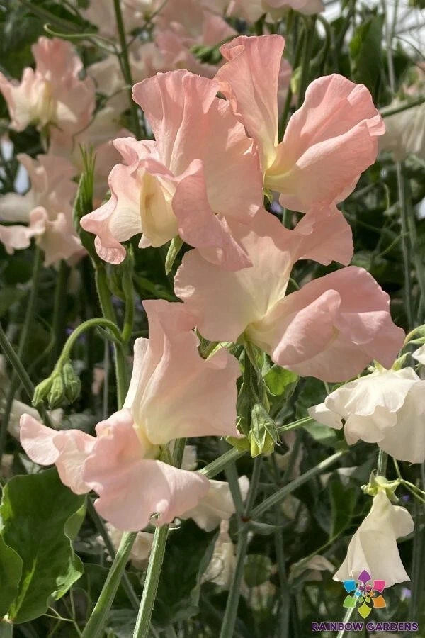 Heaven Scent Sweet Pea Seeds - 50+ Pack - Fragrant Garden Flowers - Lathyrus odoratus - USA