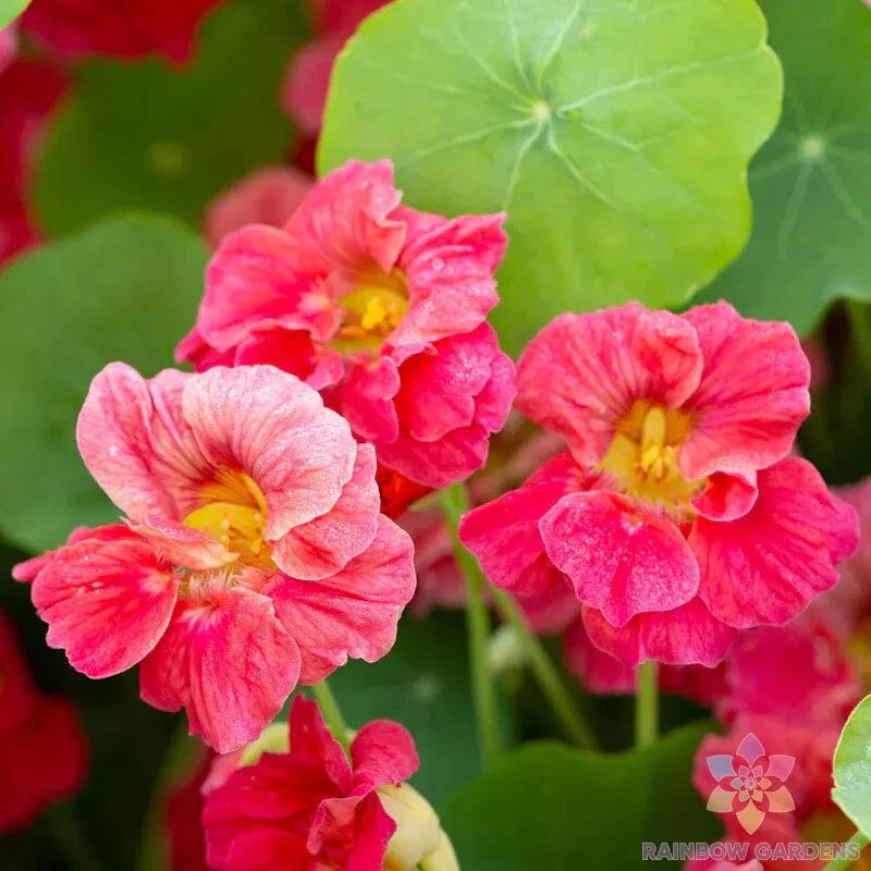 Jewel Cherry Rose Nasturtium Seeds - 50+ Pack - Tropaeolum majus - Garden Flower Seeds - USA