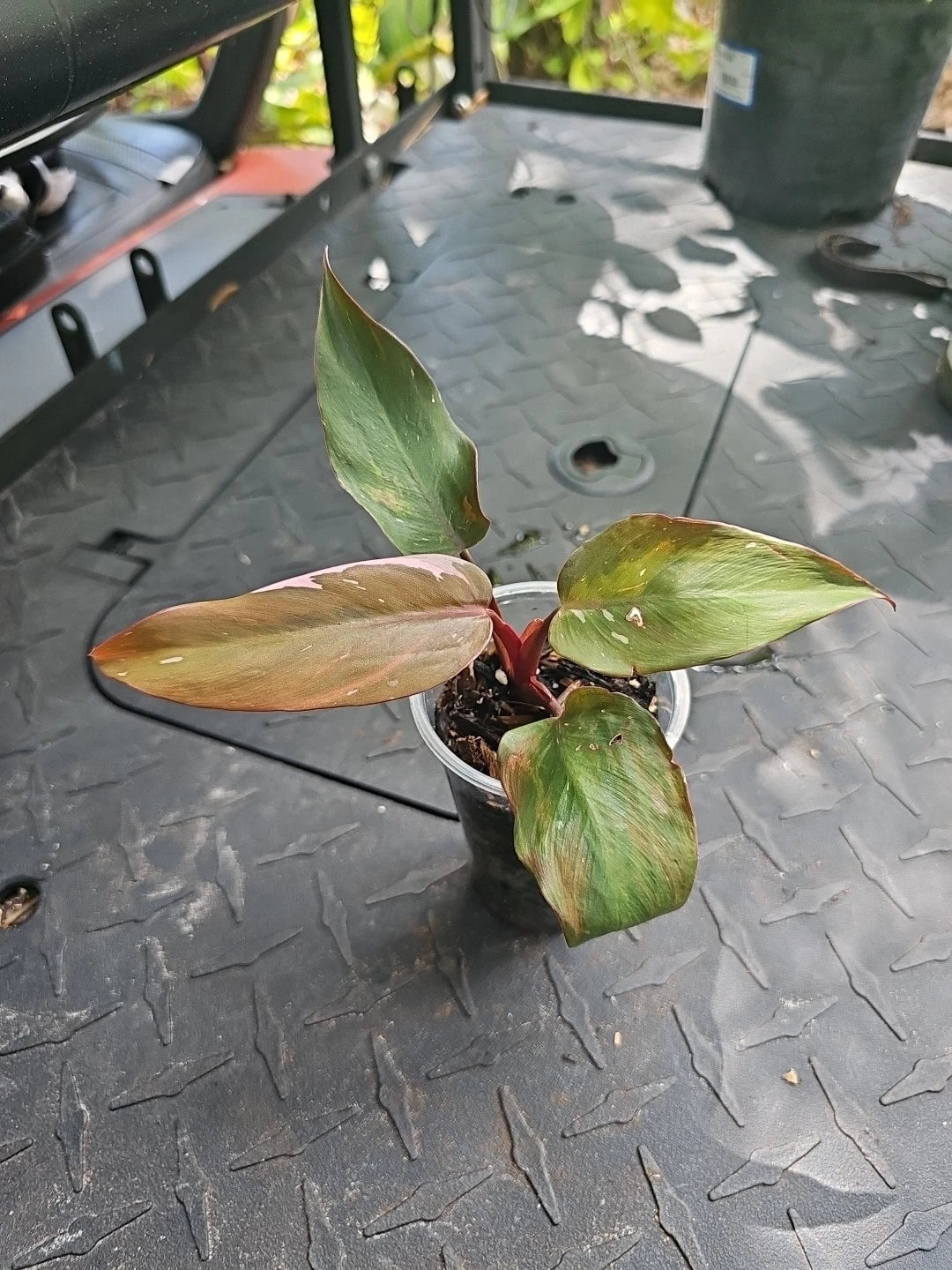 philodendron erubescens variegata Philodendron Pink Princess 3