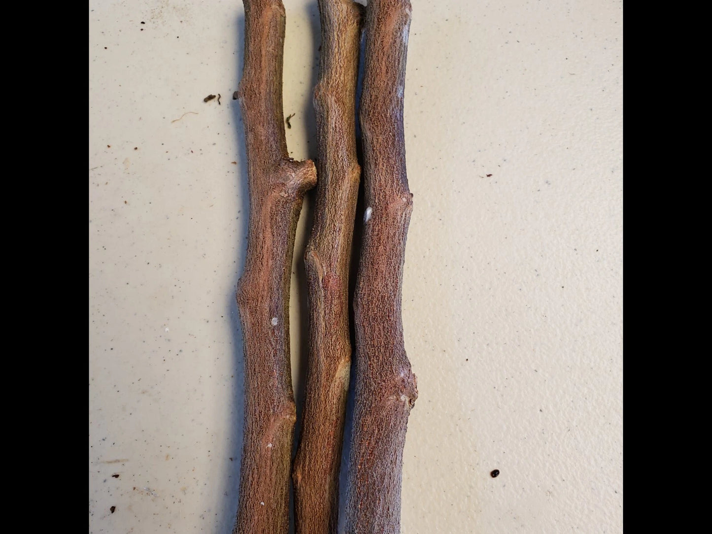 4 Star Apple Tree Cuttings | Chrysophyllum cainito | Unrooted 5β6" Grafting Wood | Tropical Caimito Fruit Tree | Rare Exotic Variety