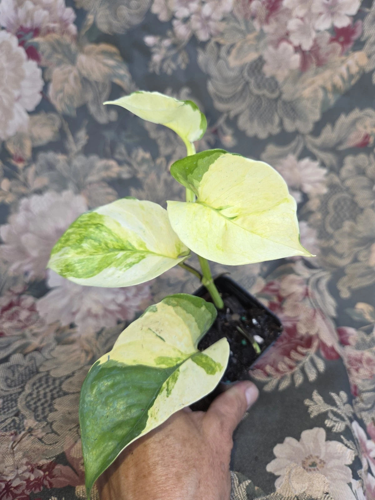 Manjula Pothos Live Plant in 2" Pot | Epipremnum Aureum Harlequin | Rare Variegated Houseplant | Rooted Indoor Vine Starter