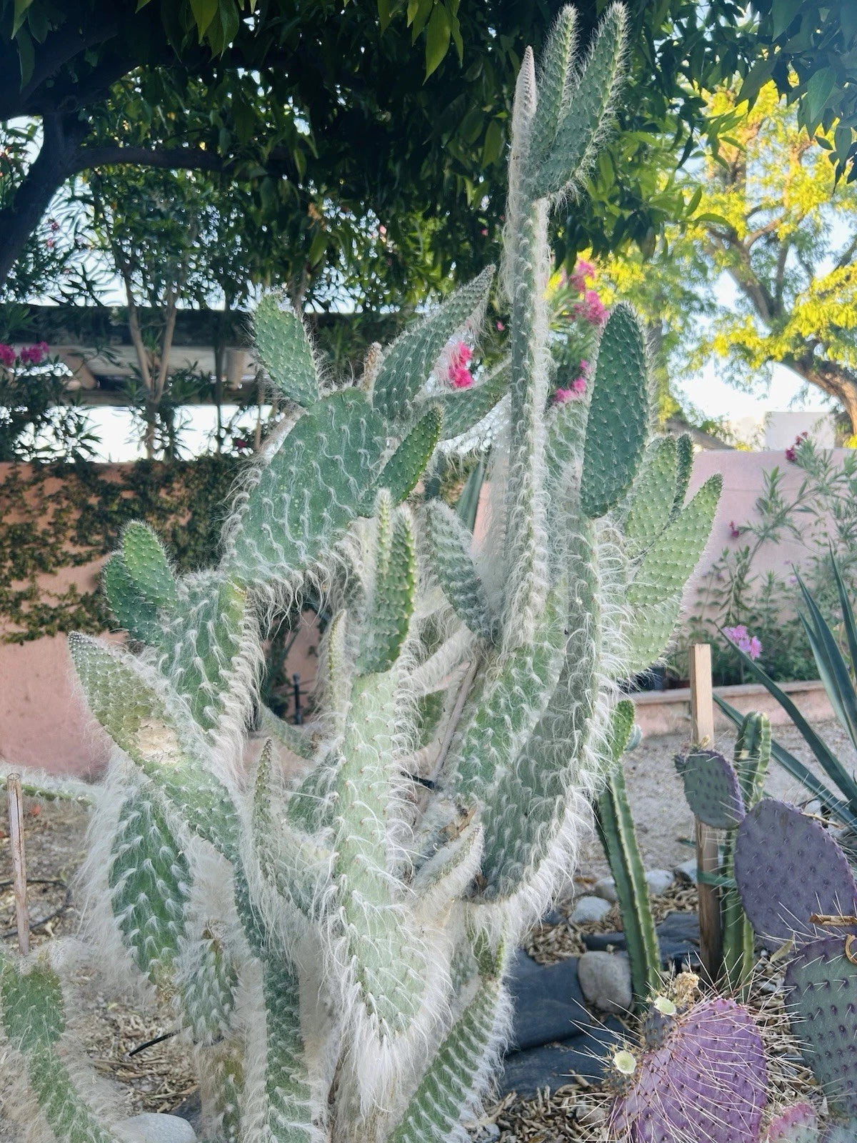 hairy cactus Hairy Cactus Cuttings - Snow Opuntia Old Man Fuzzy Plant Pads 6”-12”H