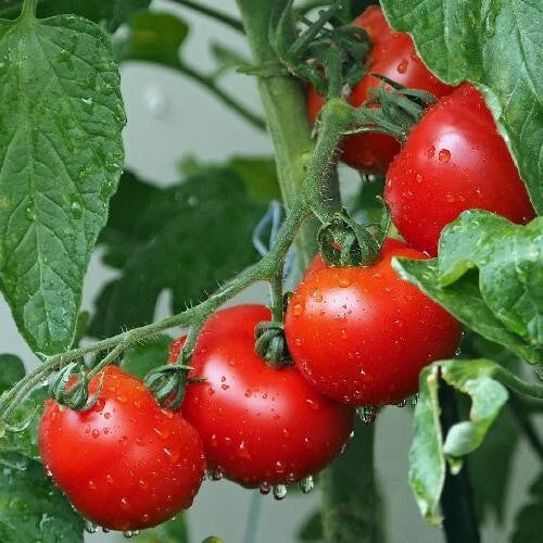 Ace 55 Tomato Seeds - Heirloom, Non-GMO, 60+ Seeds - Solanum lycopersicum